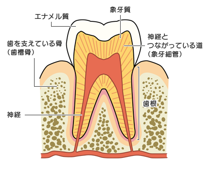 歯の神経を抜く治療とは？　３つのポイント